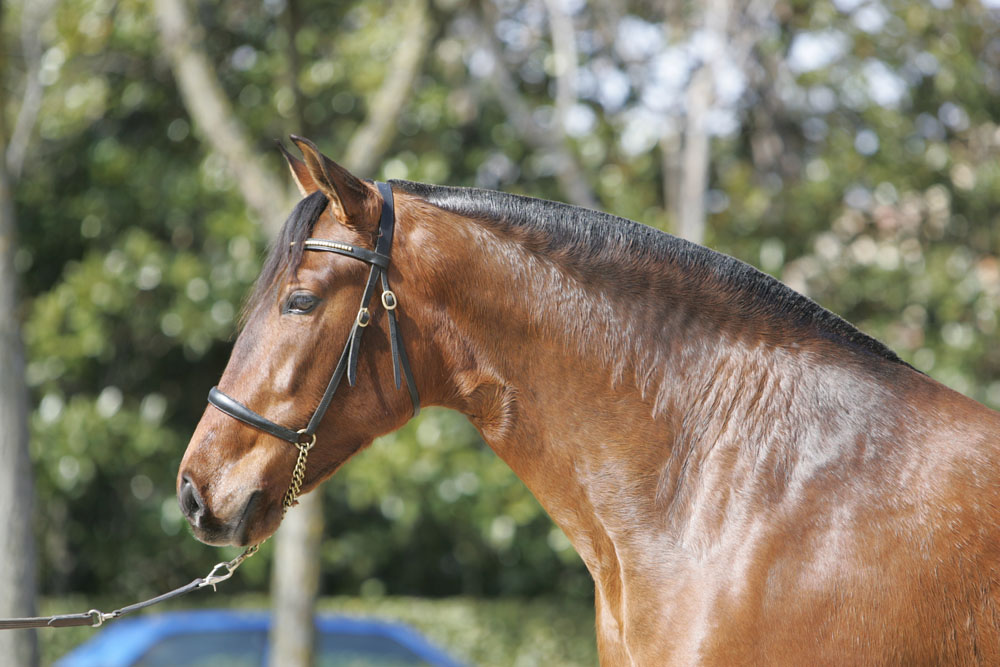 olfativa_campeona_de_la_raza_equltauro_2005p.jpg