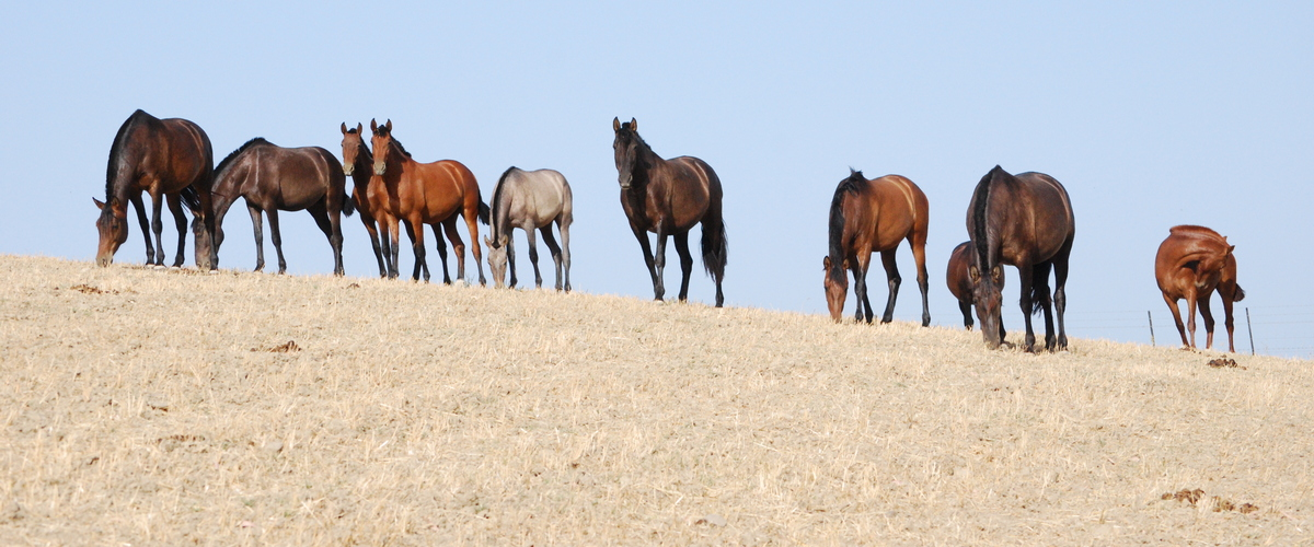 changes in purebred spanish horse pre coat color names